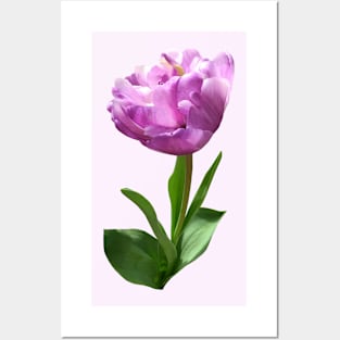 Fancy Pink Tulip Posters and Art